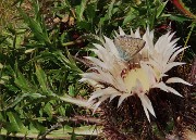 17 Carlina acaulis (Carlina bianca) con farfalla ospite